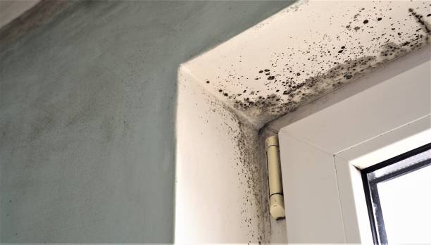 Best Mold Documentation for Insurance Claims  in Burnet, TX