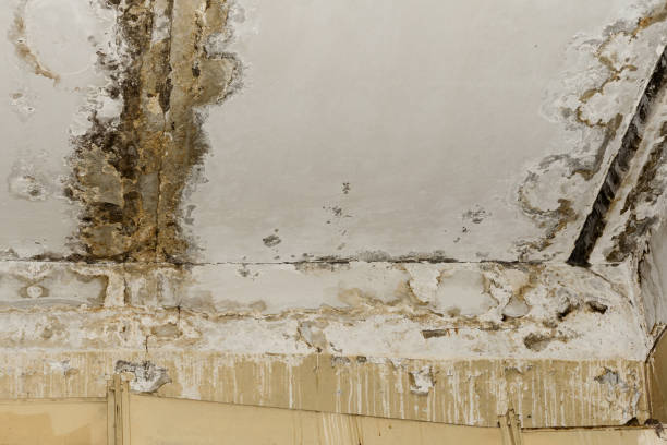 Best Dehumidification Services  in Burnet, TX