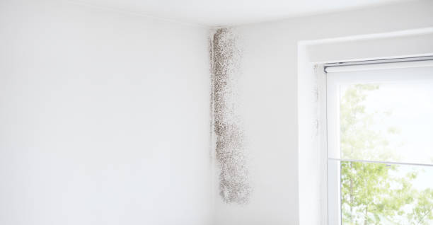Dehumidification Services in Burnet, TX