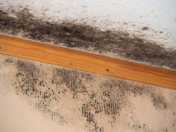 Best Emergency Mold Remediation  in Burnet, TX