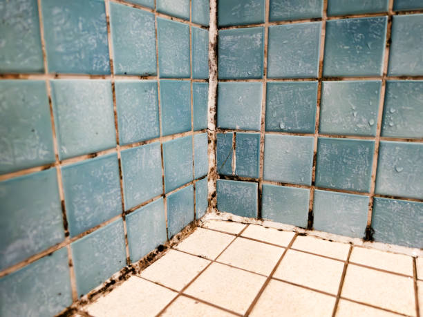 Best Basement Mold Removal  in Burnet, TX
