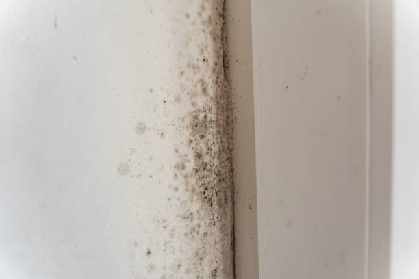 Best Crawl Space Mold Remediation  in Burnet, TX